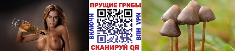 Купить где  Глазов  Галлюциногенные грибы Magic Shrooms 